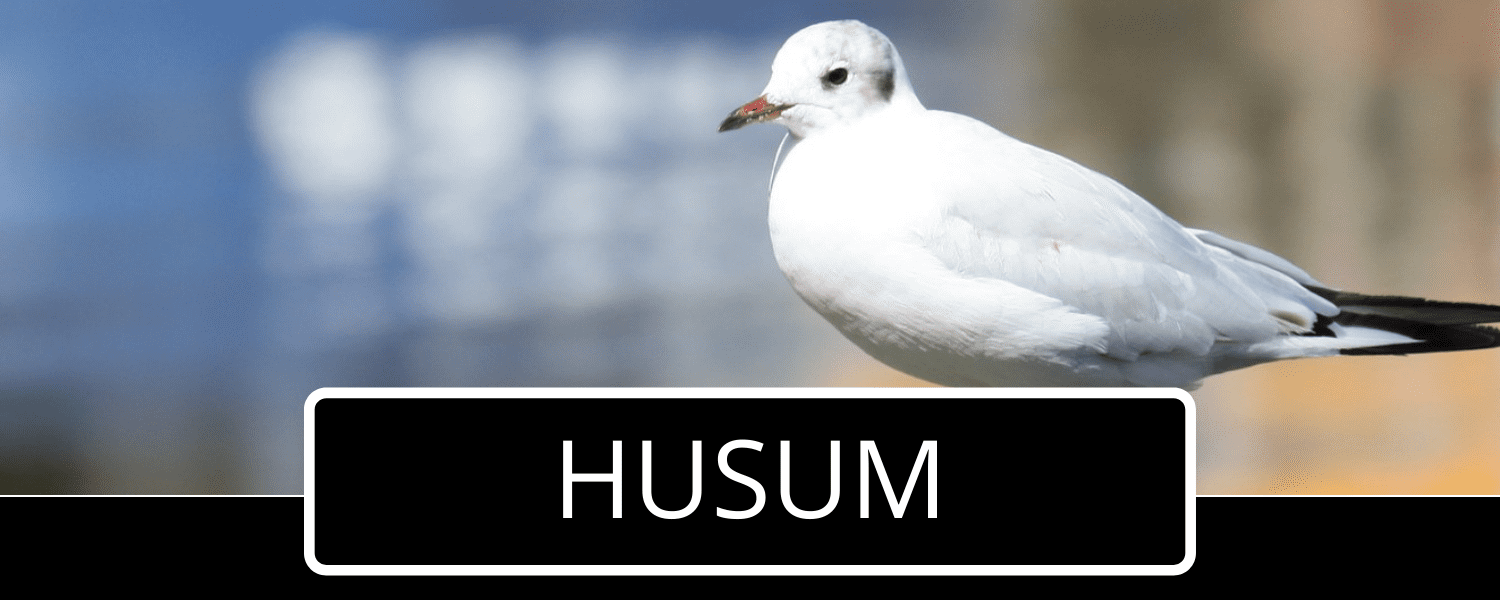 Möwe Husum